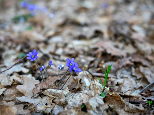 rasa-kasparaviciene-29UfoXy-vQU-unsplash