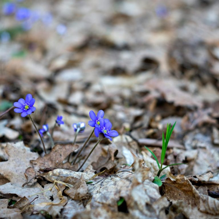 rasa-kasparaviciene-29UfoXy-vQU-unsplash